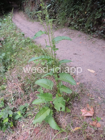 dock, broadleaf